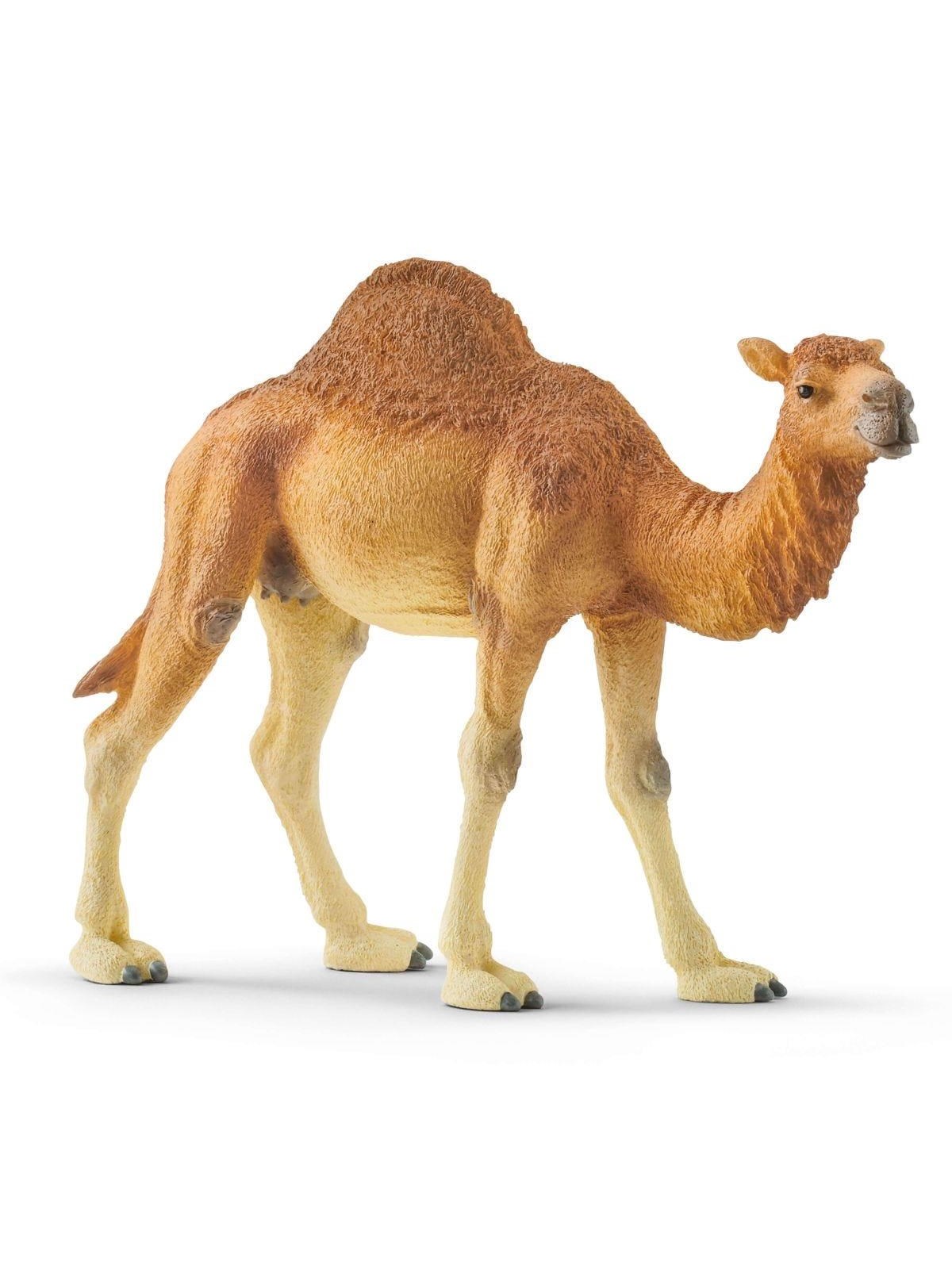 Schleich Wild Life Dromedary - 14832