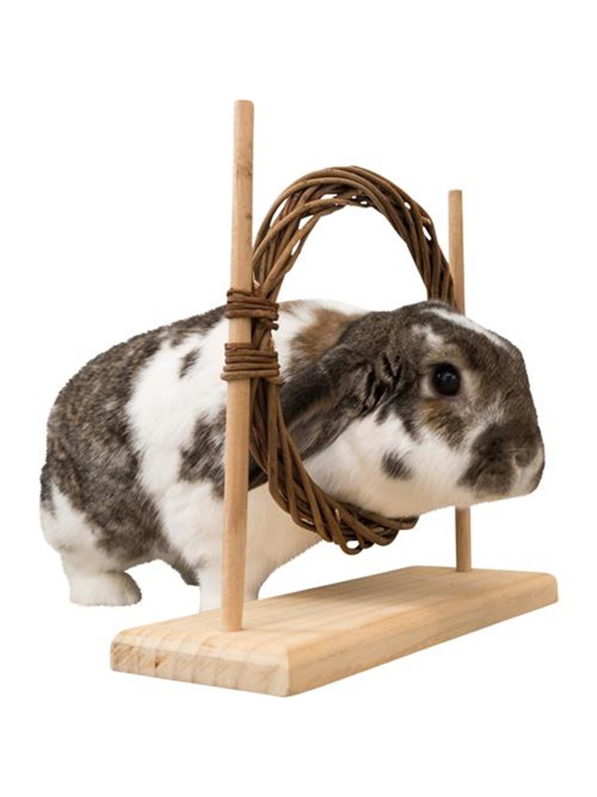 Trixie Kleintier-agility-set Mit Ring & Hürde Für Ratten Zwergkaninchen 28x26x11cm - Nagetiere - Tx61910