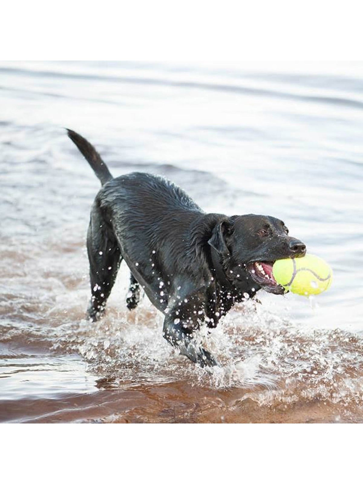 Kong Hundespielzeug Airdog Squeaker Football Large 16.5cm - 340529
