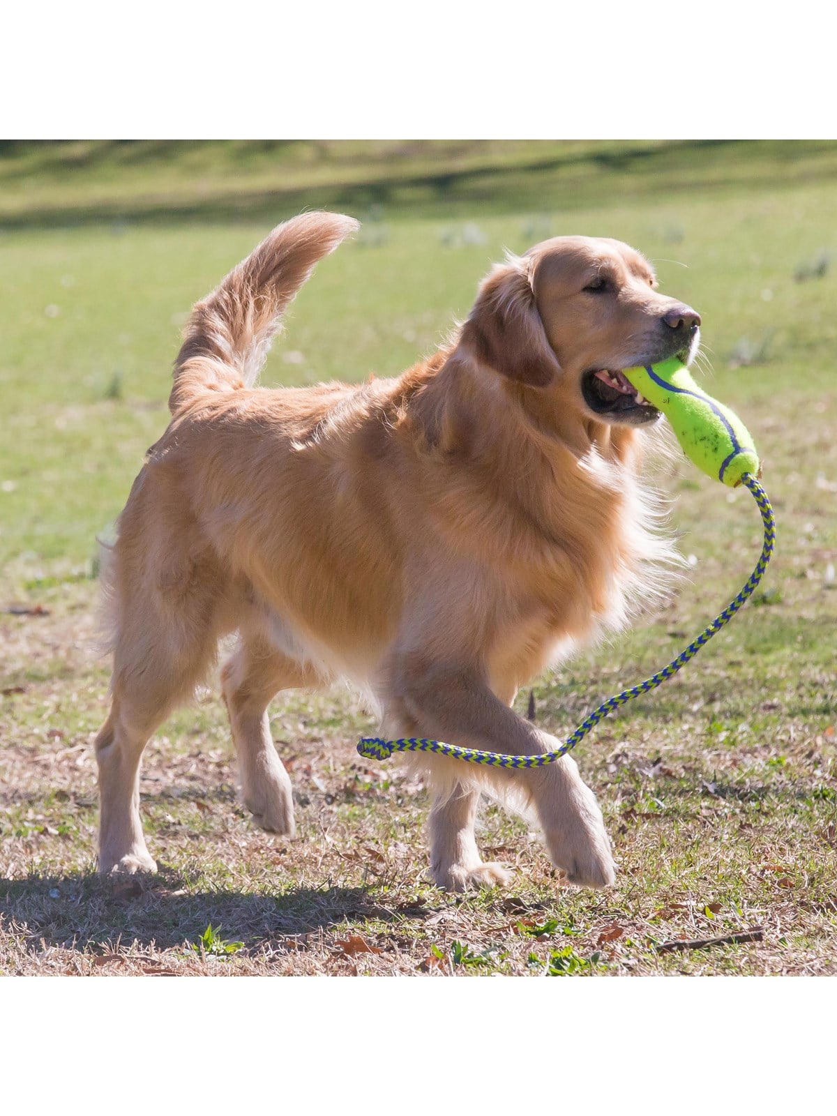 Kong Hundespielzeug Airdog Fetch Stick Mit Seil - 340537