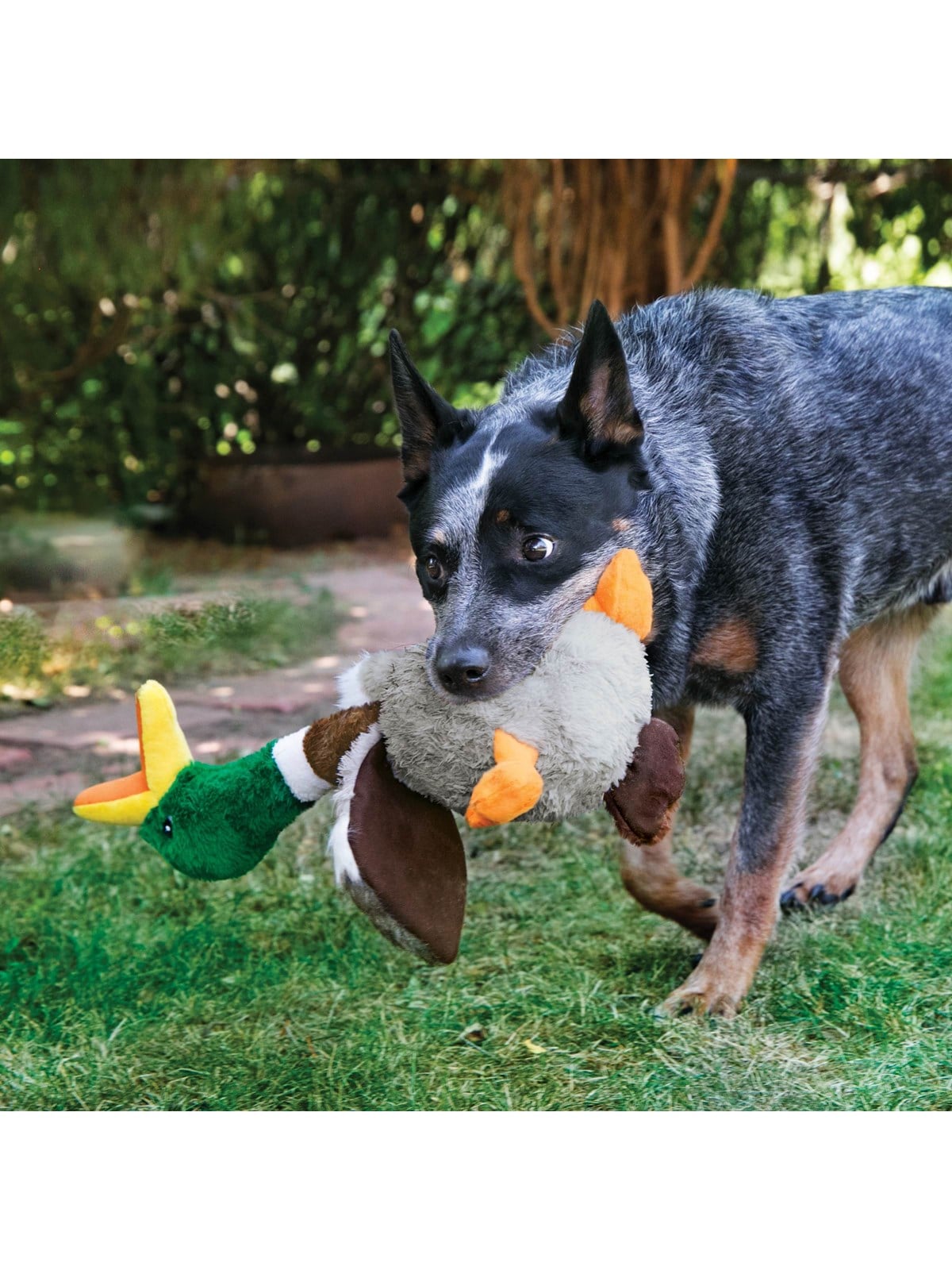 Kong Dog Toy Shakers Honkers Duck Large 45cm - Hunde - 340777