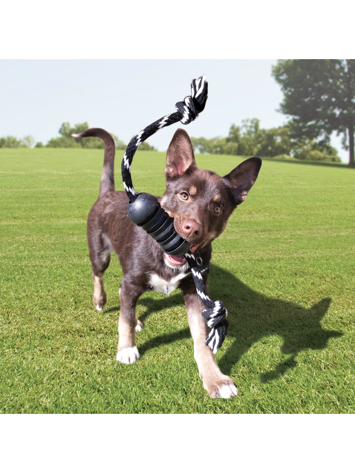 Kong Dog Toy Extreme Dental W/rope Medium - Hunde - 340930
