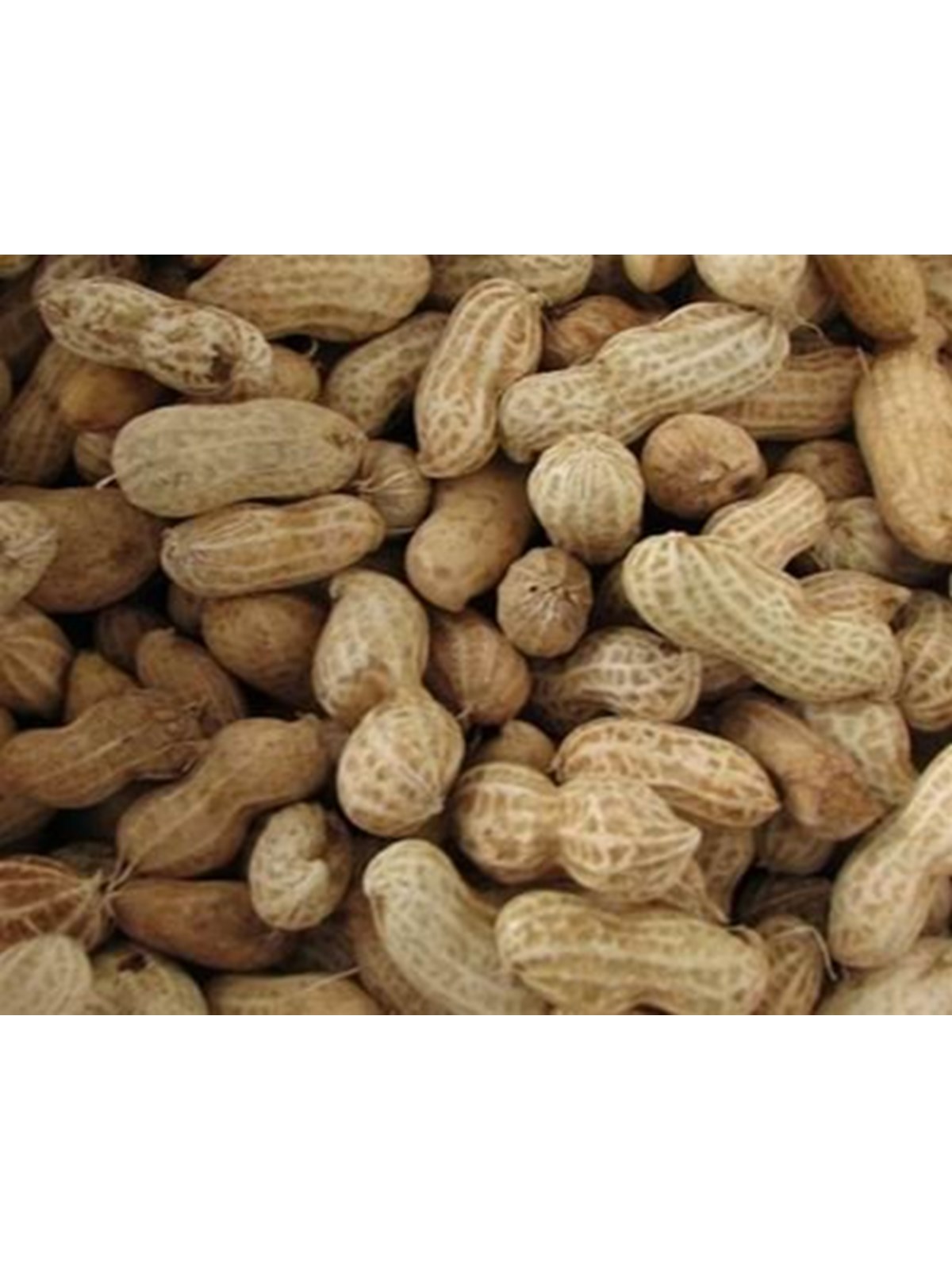 Hobby First Peanuts With Shell 10 kg - Essen Snacks Vitamine - 0568