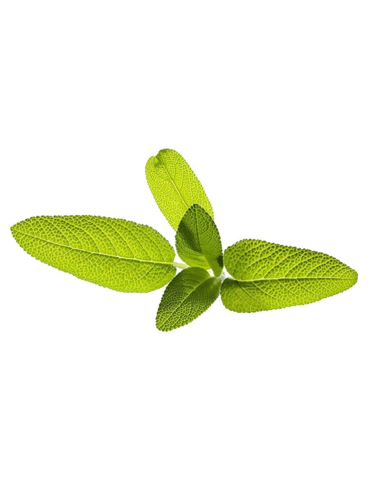 Click & Grow Click And Grow - Smart Garden Refill 3-pack Garden Sage - Smart Home - Sgr7x3