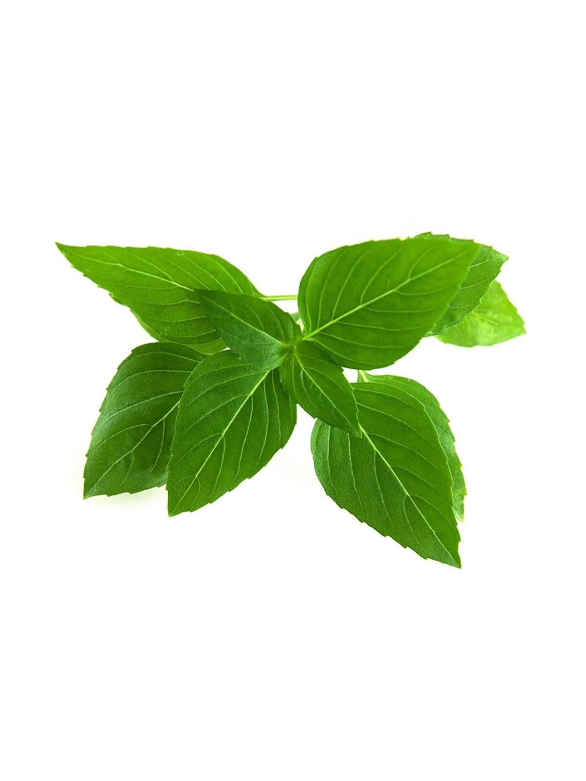 Click & Grow Click And Grow - Smart Garden Refill 3-pack Thai Basil - Smart Home - Sgr37x3