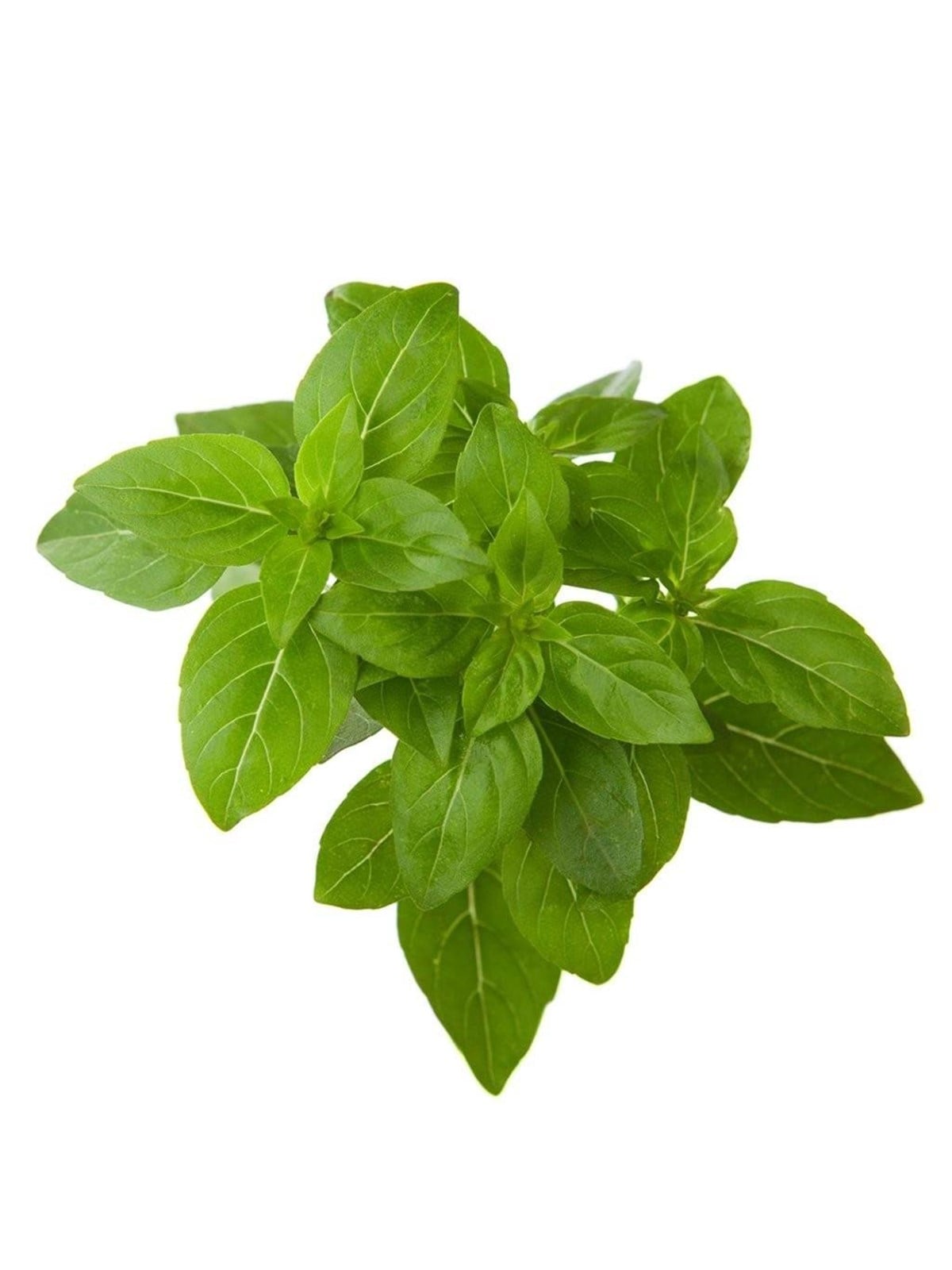 Click & Grow Click And Grow Smart Garden Refill 3-pack - Dwarf Basil - Smart Home - Sgr21x3