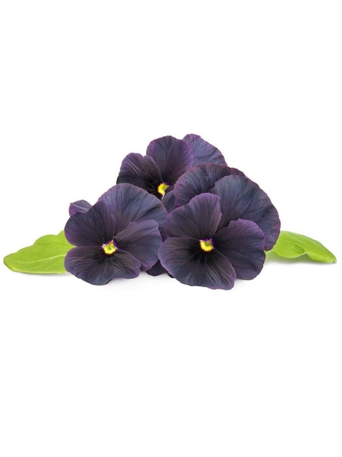 Click & Grow Click And Grow Smart Garden Refill 3-pack - Black Pansy - Smart Home - Sgr61x3