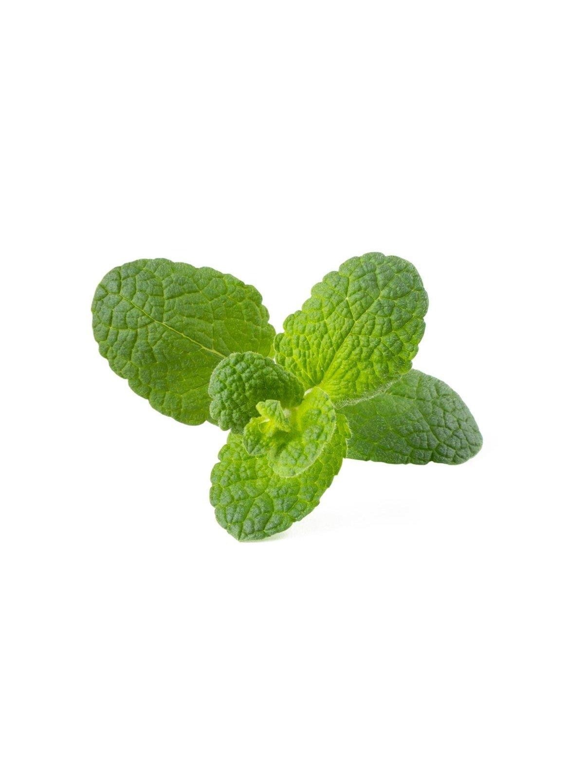 Click & Grow Click And Grow Smart Garden Refill 3-pack - Apple Mint - Smart Home - Sgr79x3
