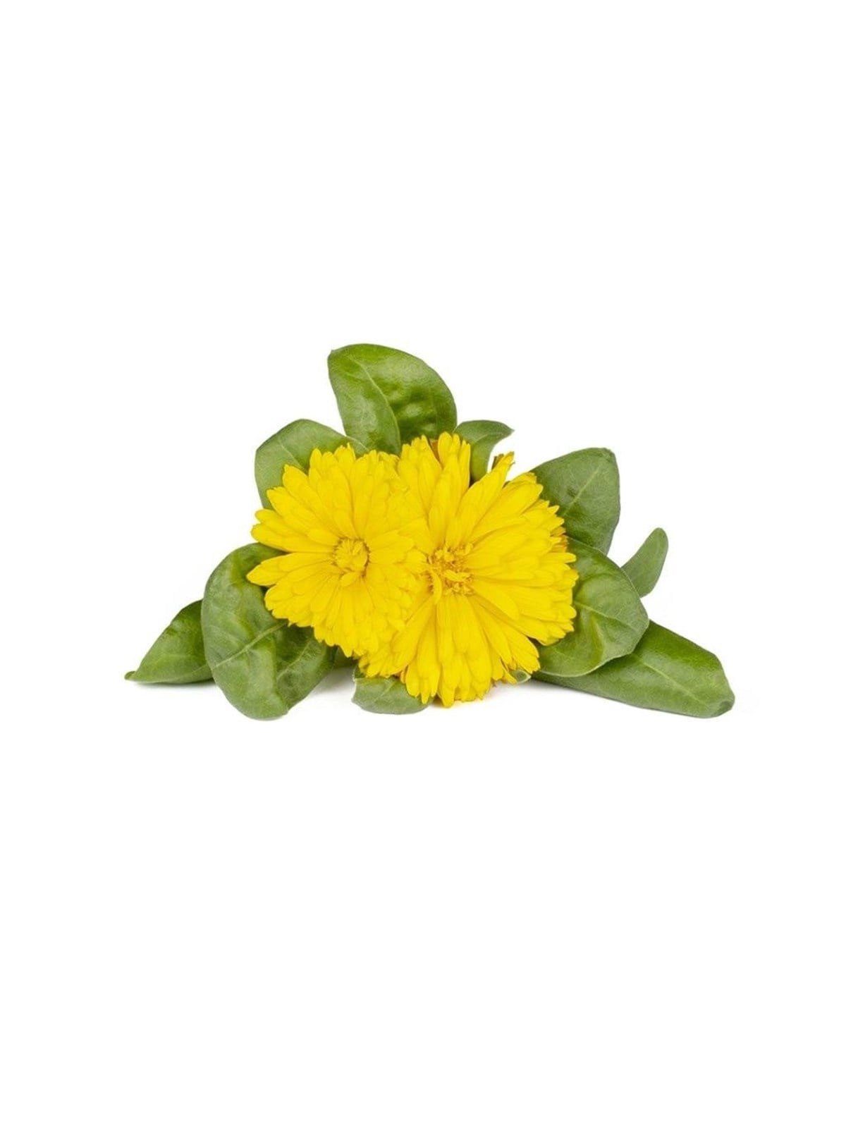 Click & Grow Click And Grow Smart Garden Refill 3-pack - Calendula - Smart Home - Sgr88x3