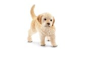 Schleich - Schleich Golden Retriever Welpe - 16396