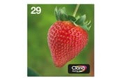 Druckerzubehör - Tinte & Toner - Epson Multipack 29 EasyMail - C13T29864511