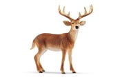Schleich - Schleich Weißwedelhirsch - 14818