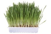 Katzen - Trixie Katzengras mit Schale 100g - TX4235