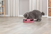 Katzen - Trixie Fang-die-Maus interaktives Katzenspielzeug verschiedene Farben - TX41411