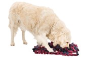 Hunde - Trixie Dog Activity Sniffing Carpet Strategy Game 50x34cm - TX32037
