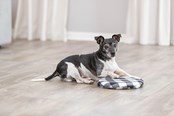 Hunde - Trixie Wärmekissen zum Erwärmen in der Mikrowelle - TX28792