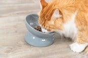 Katzen - Trixie Ergonomic Feeding Bowl Ceramic XXL 0.35L 17cm - TX24805
