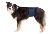 Hunde - Trixie Washable Nappies for Male Dogs L Waist 55-65cm - TX23664