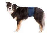 Hunde - Trixie Washable Nappies for Male Dogs S-M Waist 37-45cm - TX23662