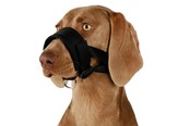 Hunde - Trixie Muzzle loop nylon L–XL black - TX19282