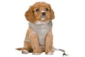 Hunde - Trixie Junior Puppy Softgeschirr mit Leine Größe S-M Bauchumfang 26-34cm - TX15560