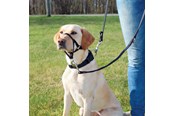 Hunde - Trixie Top Trainer training harness S black - TX13002
