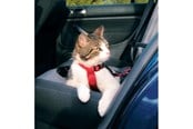 Katzen - Trixie Auto-Geschirr - TX1294
