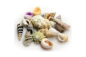 Fische - Dohse Hobby Sea Shells Set S 20 pcs. - AT40221