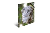 Mappen und Clipboards - HERMA Sammelmappe A4 Glossy Koala Polypropylen - 19323