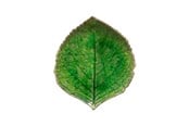 Küchenzubehör - Costa Nova Asiet hydrangea leaf Riviera 17 x 15 cm Green/Black Ceramic - 22701