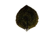 Küchenzubehör - Costa Nova Asiet Hydrangea leaf Riviera 17 x 15 cm Dark green/Black - 22703