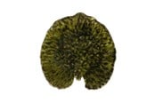 Tischgedeck - Costa Nova Plate Water lily pad Riviera 18 x 17 cm Dark green/Black - 22706