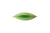 Küchenzubehör - Costa Nova Asiet bay leaf Riviera 18 x 5.7 cm Green/Black Ceramic - 22707