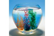 Spielzeug - Goki Magic Shell 1pc. - 60836