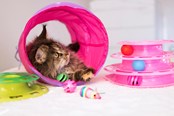 Katzen - Dogman Faltbarer Spieltunnel für Katzen 25x60cm - 331335