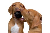 Hunde - KONG Dog Toy Extreme Ball Medium/Large 7.5cm - 340425