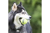 Hunde - KONG Hundespielzeug SqueakAir Ball XLarge 10cm - 340525