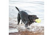 Hunde - KONG Hundespielzeug AirDog Squeaker Football Large 16.5cm - 340529