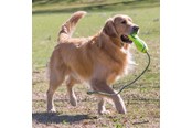 Hunde - KONG Hundespielzeug Airdog Fetch Stick mit Seil - 340537
