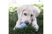 Hunde - KONG Dog Toy Kong Puppy Medium Assorted Colors (1-Pack) - 340701