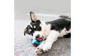 Hunde - KONG Dog Toy Squeezz Action Ball Red Large (2-Pack) - 340705