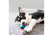 Hunde - KONG Dog Toy Squeezz Action Ball Red Medium (3-Pack) - 340706