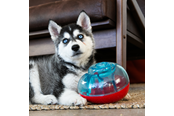 Hunde - KONG Dog Toy Rewards Shell S - 340741