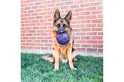 Hunde - KONG Dog Toy Flexball 15cm - 340861