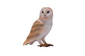 Spielzeug - Mojo Wildlife Barn Owl - 381054