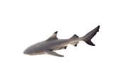 Spielzeug - Mojo Sealife Blacktip Reef Shark - 387357