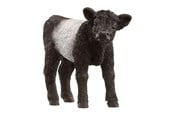 Schleich - Schleich Galloway-Kalb - 13969
