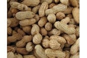 Essen, Snacks & Vitamine - Hobby First Peanuts with shell 10 kg - 0568