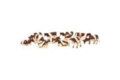 Figuren - Kids Globe Cows Red/Fur 12pcs. 1:32 - 571968