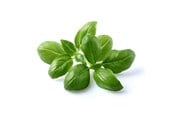 Smart-Home - Click & Grow Click and Grow - Smart Garden Refill 3-pack - Basil (SGR3X3) - SGR3X3